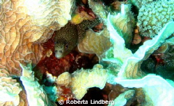 Goldentail moray eel by Roberta Lindberg 